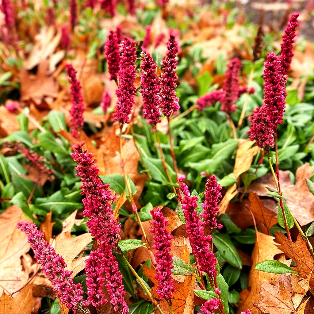 Scheckenknöterich 'Darjeeling Red' (Persicaria affinis)
