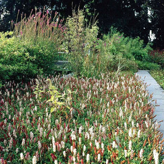 Scheckenknöterich (Persicaria affinis)