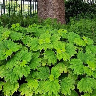 Schein-Brennnessel, Ramie (Boehmeria platanifolia)