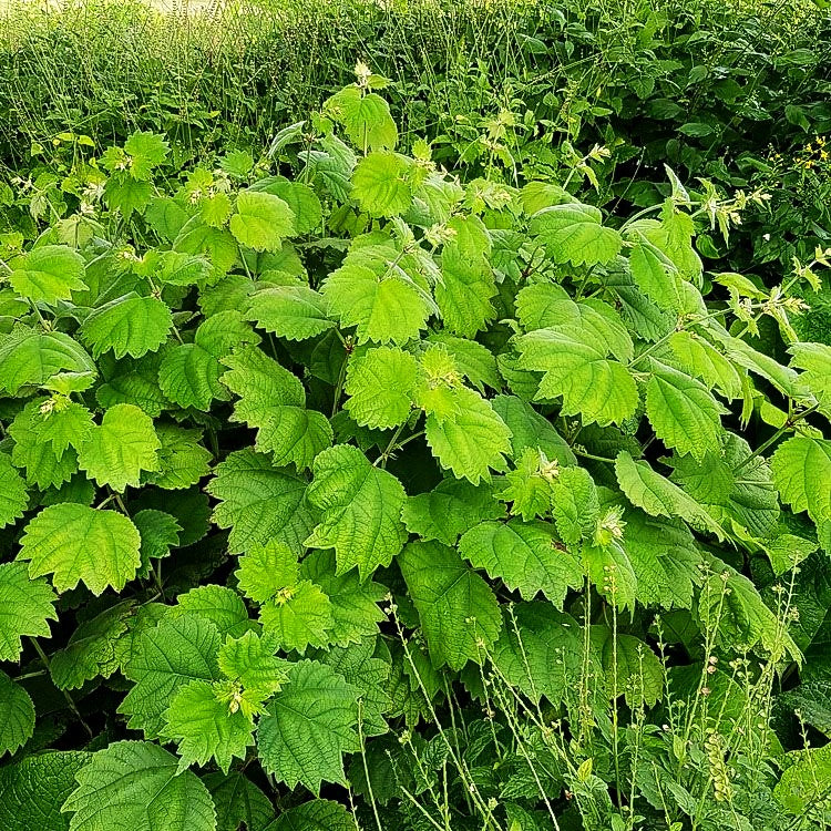Schein-Brennnessel, Ramie (Boehmeria platanifolia)