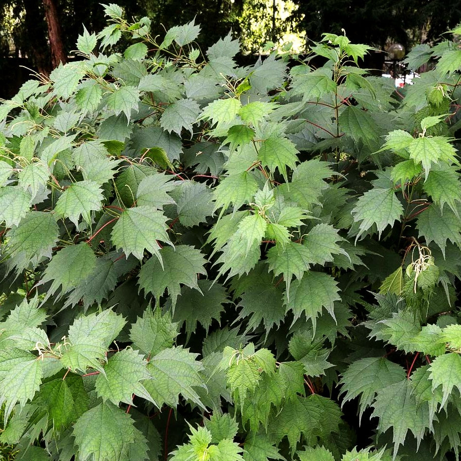 Schein-Brennnessel, Ramie (Boehmeria platanifolia)
