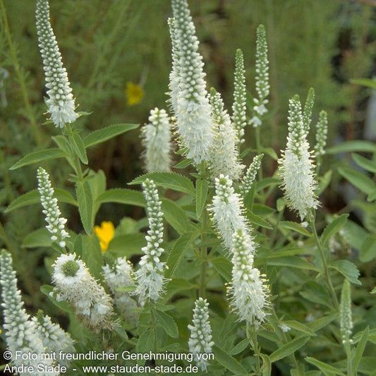 Scheinähriger Ehrenpreis 'Alba' (Veronica spicata)
