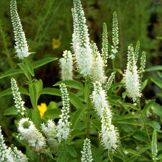 Scheinähriger Ehrenpreis 'Alba' (Veronica spicata)