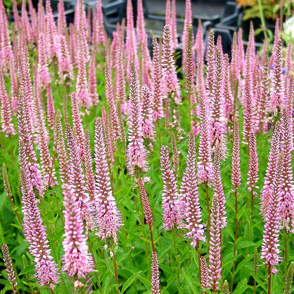 Scheinähriger Ehrenpreis 'Baby Doll' (Veronica spicata)