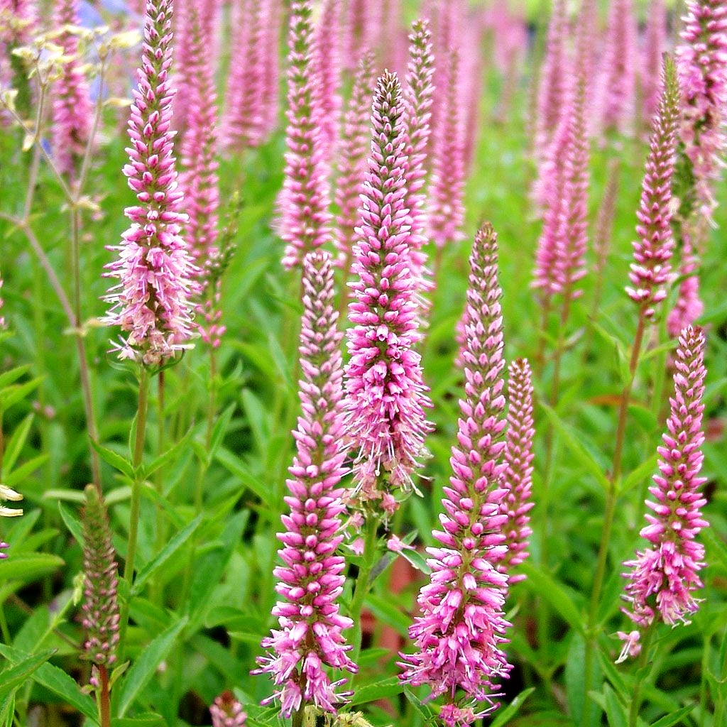 Scheinähriger Ehrenpreis 'Baby Doll' (Veronica spicata)