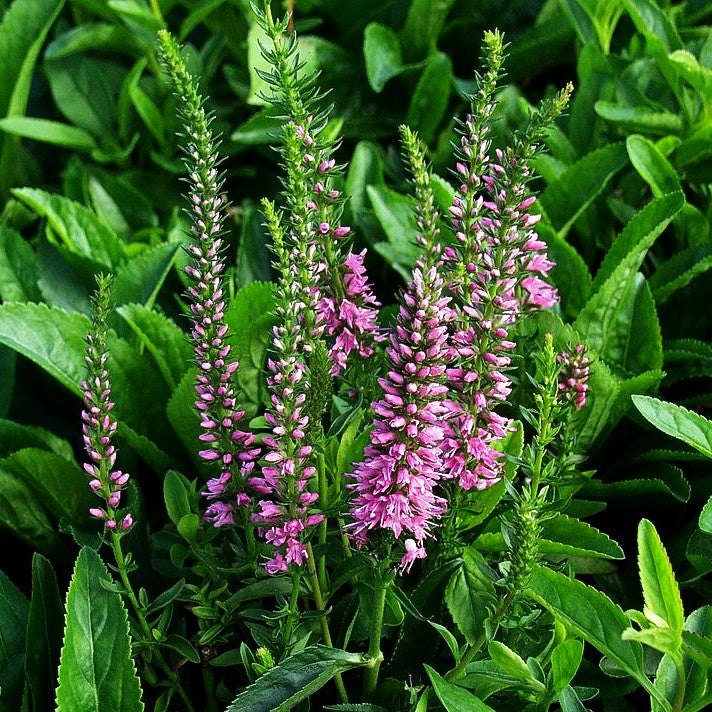 Scheinähriger Ehrenpreis 'Baby Doll' (Veronica spicata)