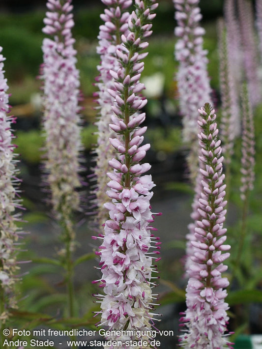 Scheinähriger Ehrenpreis 'Fairytale' (Veronica spicata)