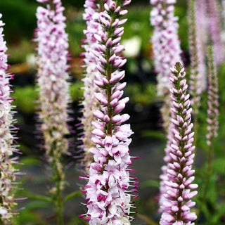 Scheinähriger Ehrenpreis 'Fairytale' (Veronica spicata)