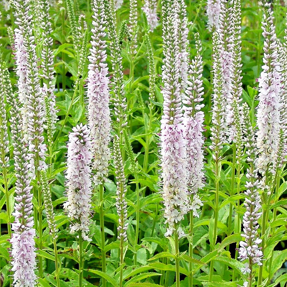 Scheinähriger Ehrenpreis 'Fairytale' (Veronica spicata)