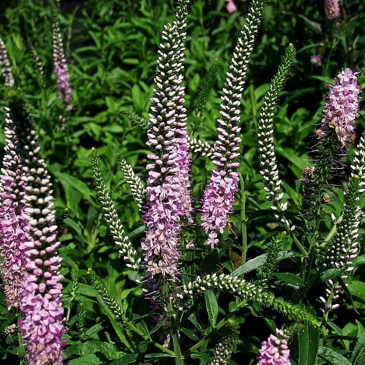 Scheinähriger Ehrenpreis 'Fairytale' (Veronica spicata)