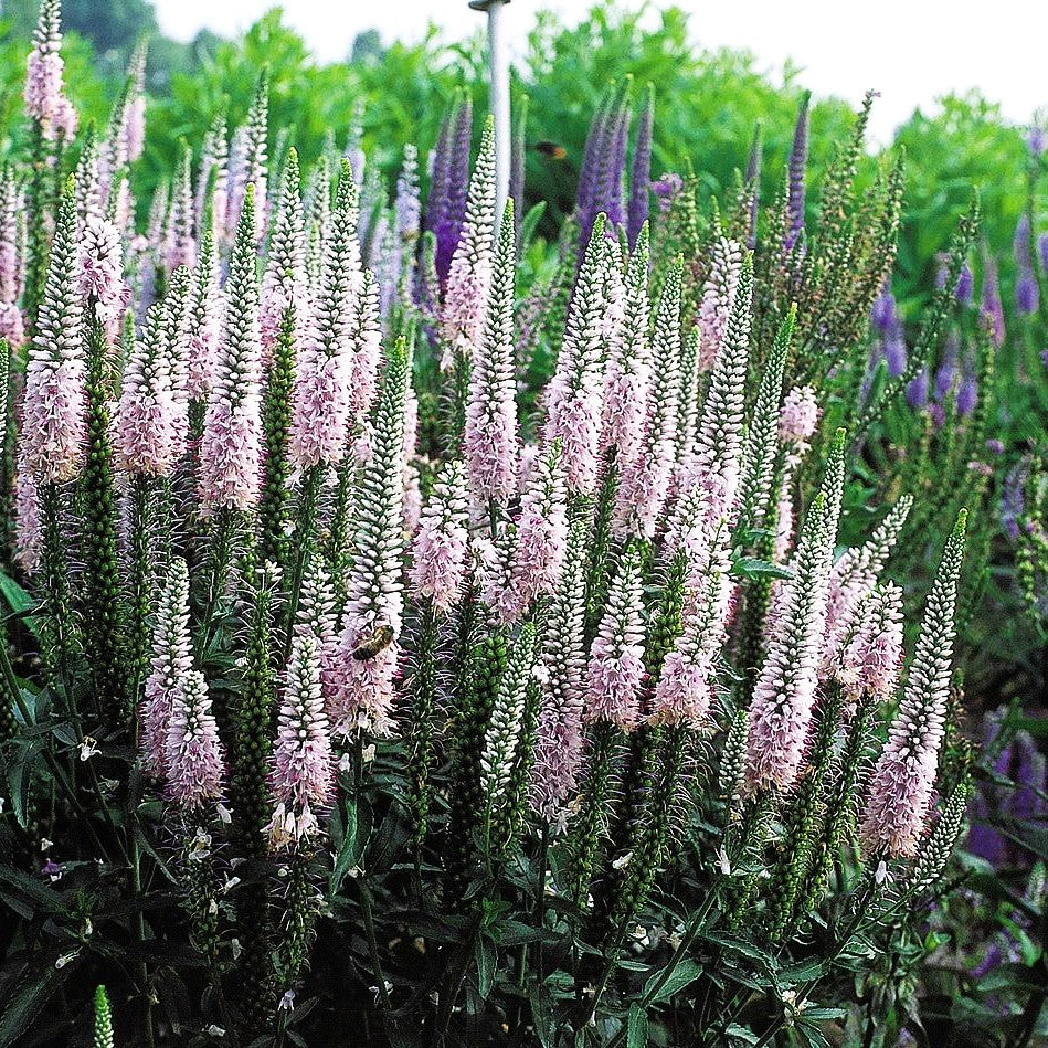 Scheinähriger Ehrenpreis 'Fairytale' (Veronica spicata)