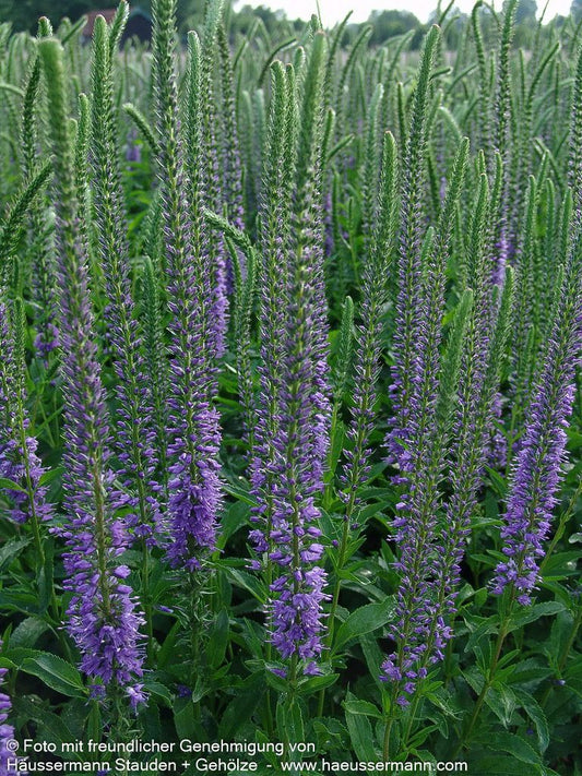 Scheinähriger Ehrenpreis 'High Five' (Veronica spicata)