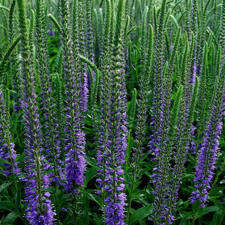 Scheinähriger Ehrenpreis 'High Five' (Veronica spicata)