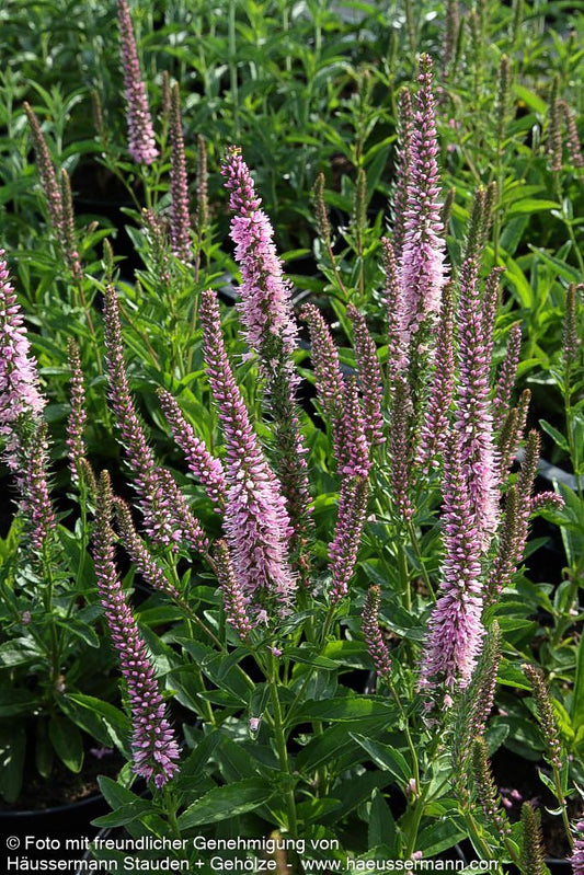 Scheinähriger Ehrenpreis 'Pink Panther' (Veronica spicata)