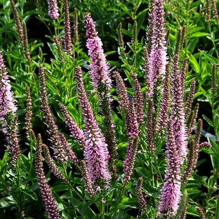 Scheinähriger Ehrenpreis 'Pink Panther' (Veronica spicata)