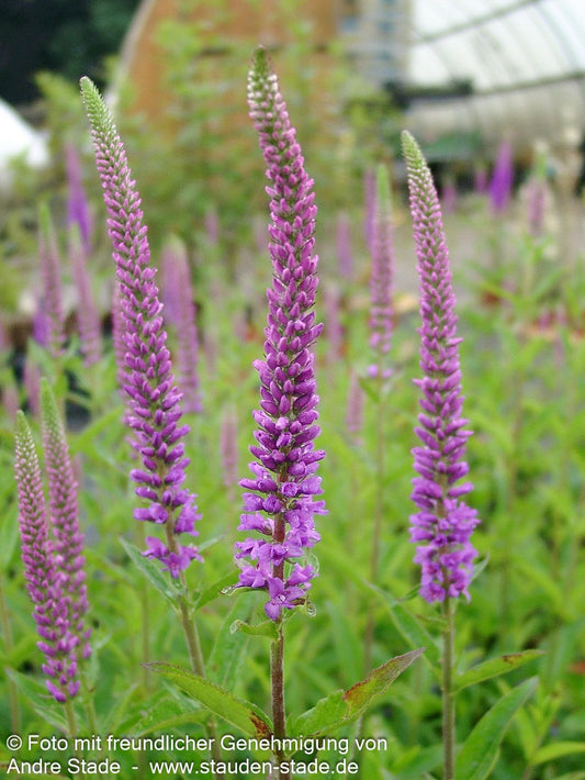 Scheinähriger Ehrenpreis 'Purpleiciosus' (Veronica spicata)