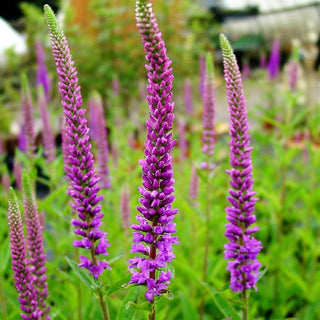 Scheinähriger Ehrenpreis 'Purpleiciosus' (Veronica spicata)