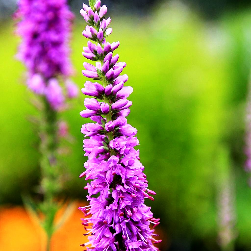 Scheinähriger Ehrenpreis 'Purpleiciosus' (Veronica spicata)