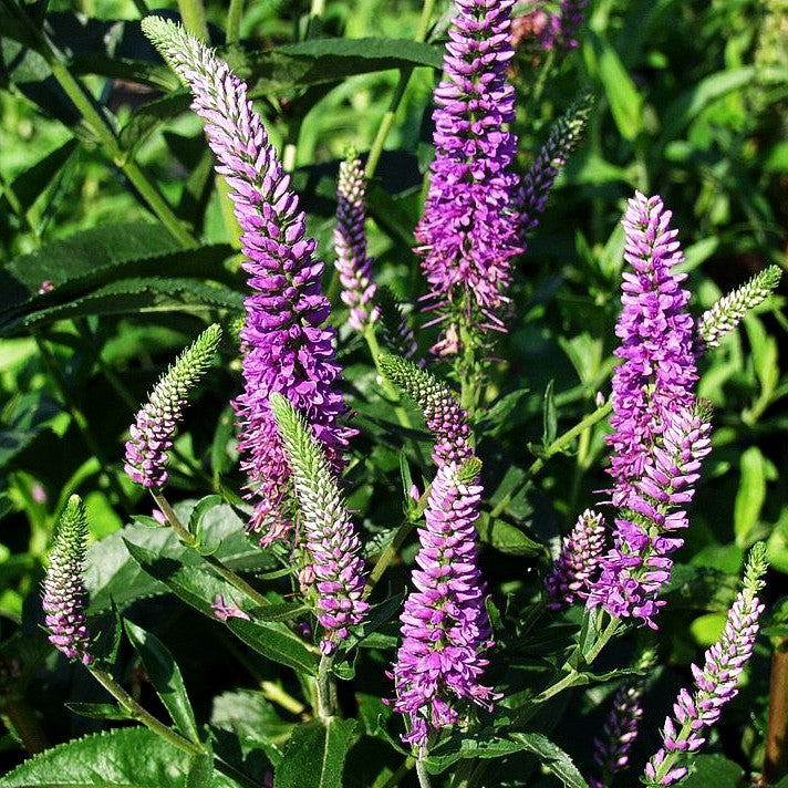 Scheinähriger Ehrenpreis 'Purpleiciosus' (Veronica spicata)