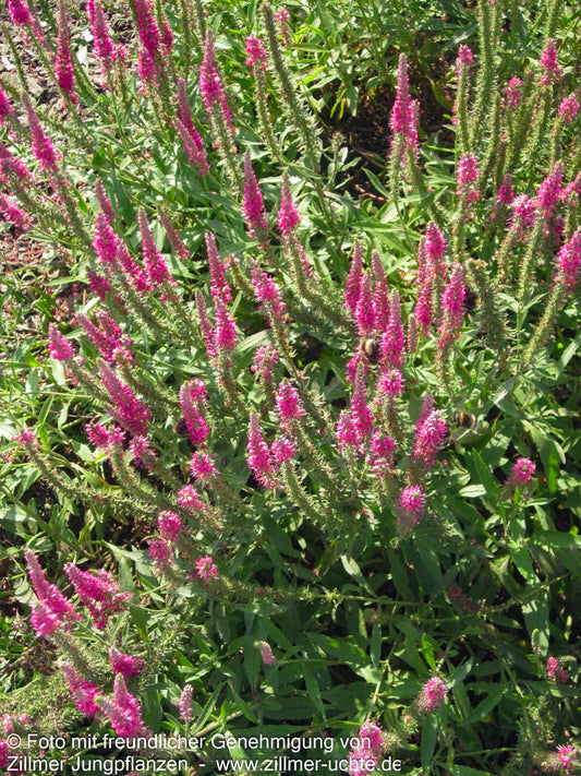 Scheinähriger Ehrenpreis 'Rotfuchs' (Veronica spicata)