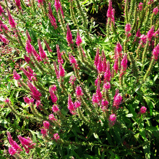 Scheinähriger Ehrenpreis 'Rotfuchs' (Veronica spicata)