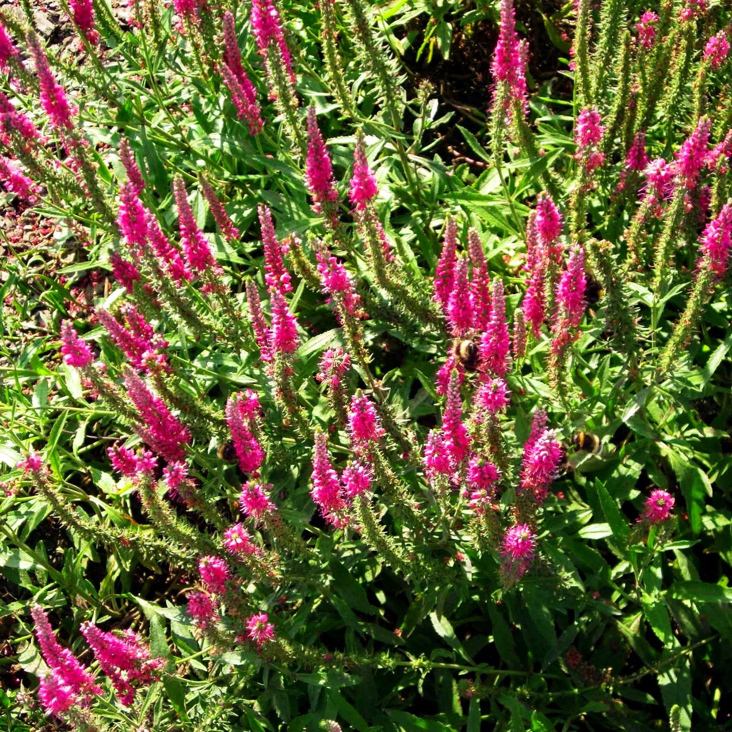 Scheinähriger Ehrenpreis 'Rotfuchs' (Veronica spicata)