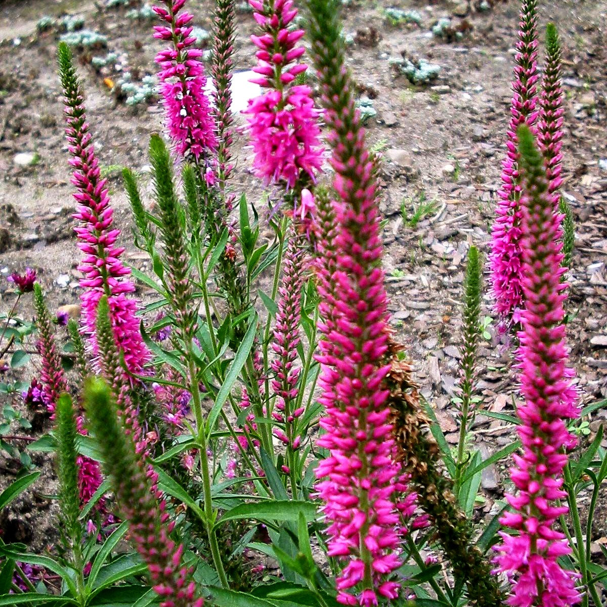 Scheinähriger Ehrenpreis 'Rotfuchs' (Veronica spicata)