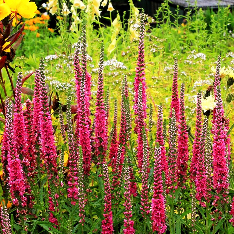 Scheinähriger Ehrenpreis 'Rotfuchs' (Veronica spicata)