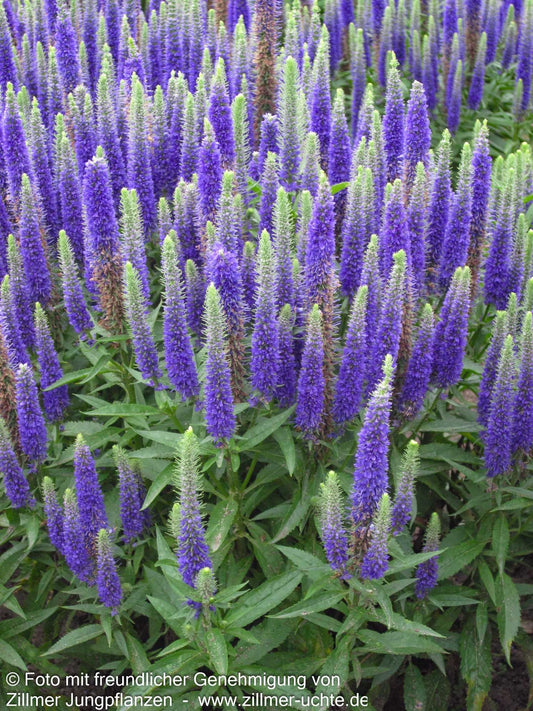 Scheinähriger Ehrenpreis 'Royal Candles' (Veronica spicata)