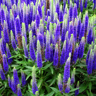 Scheinähriger Ehrenpreis 'Royal Candles' (Veronica spicata)
