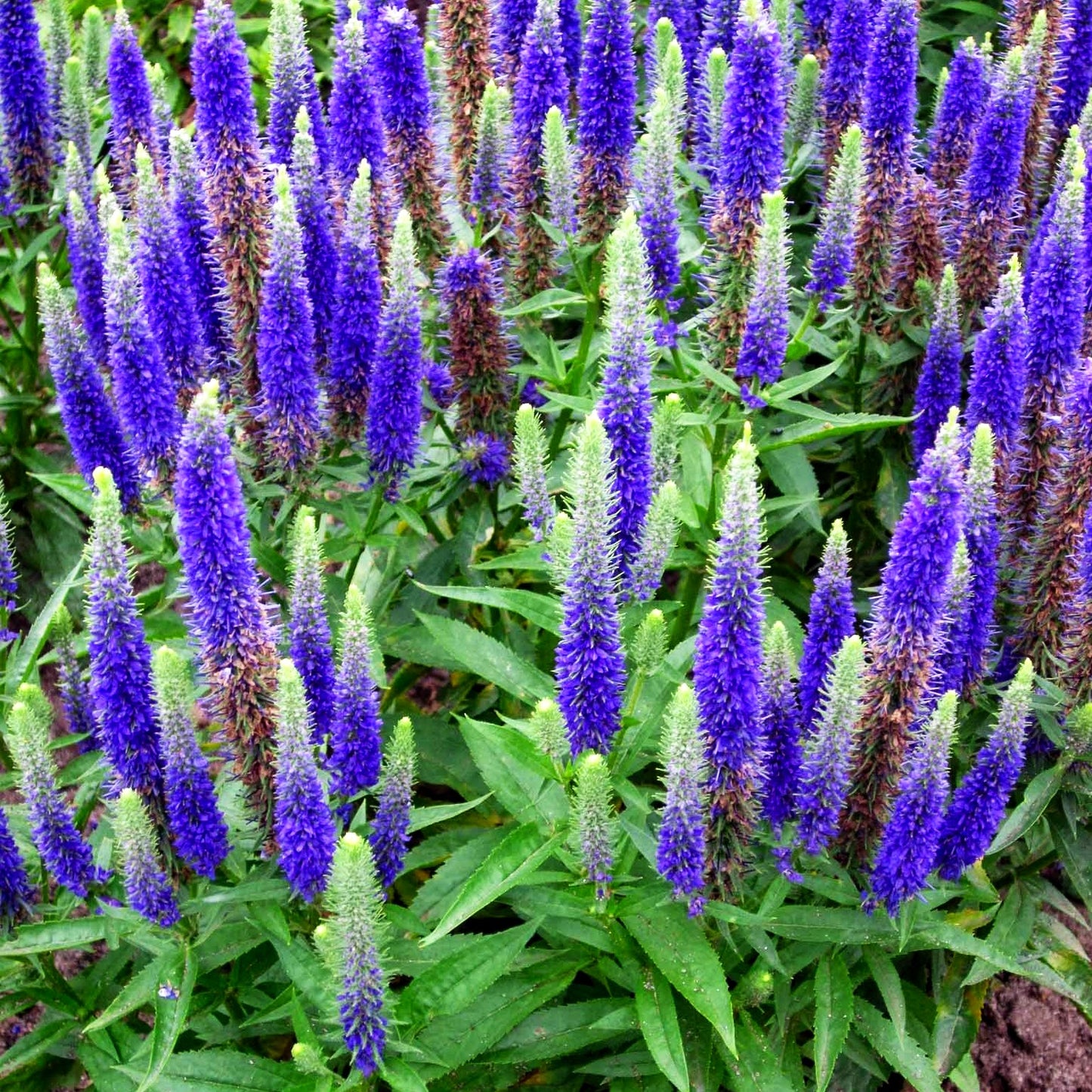Scheinähriger Ehrenpreis 'Royal Candles' (Veronica spicata)