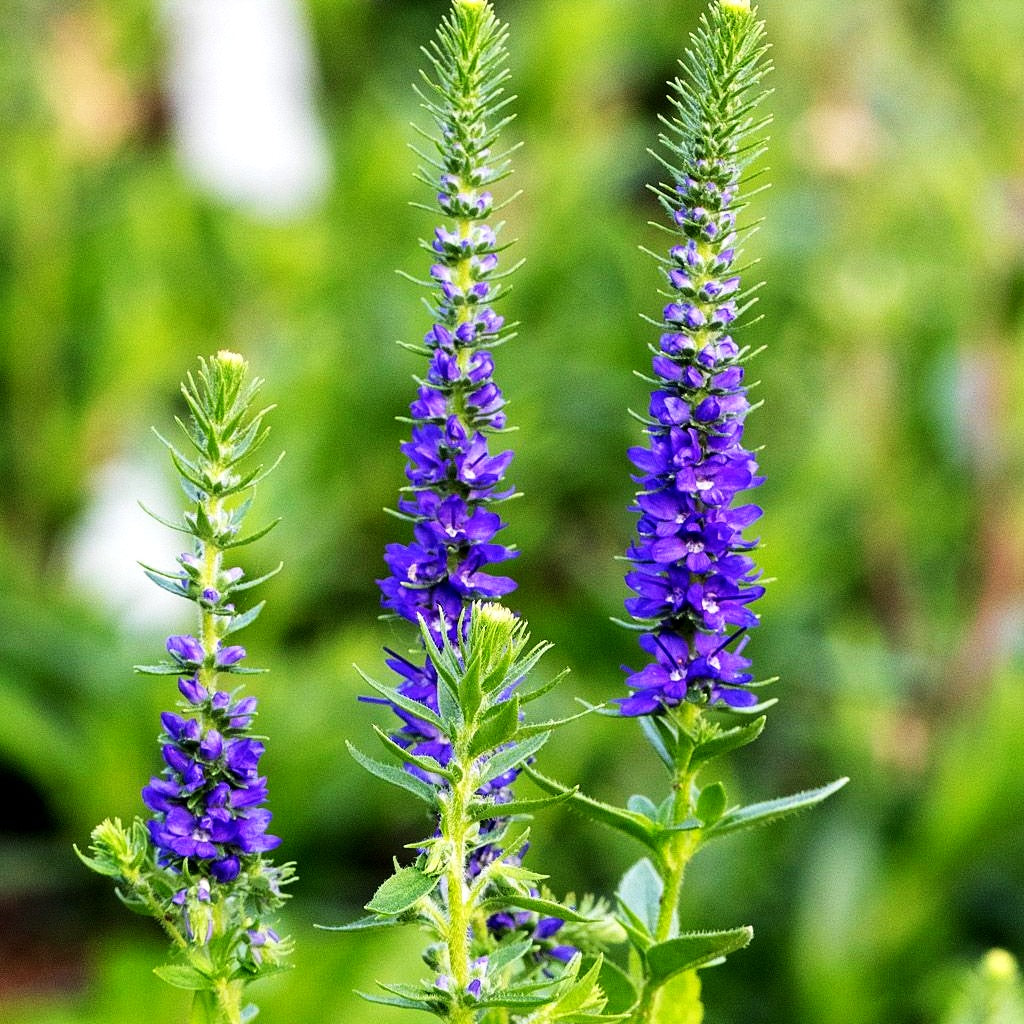 Scheinähriger Ehrenpreis 'Royal Candles' (Veronica spicata)