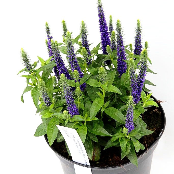 Scheinähriger Ehrenpreis 'Royal Candles' (Veronica spicata)