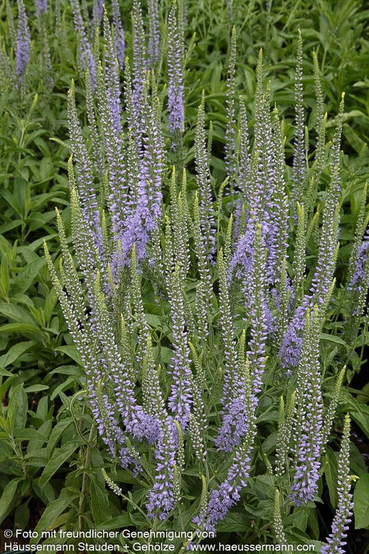Scheinähriger Ehrenpreis 'Twilight' (Veronica spicata)
