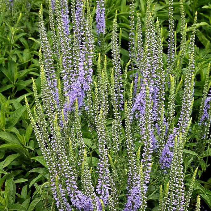 Scheinähriger Ehrenpreis 'Twilight' (Veronica spicata)