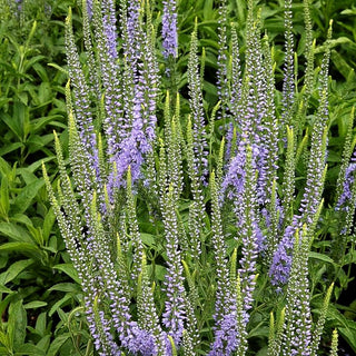 Scheinähriger Ehrenpreis 'Twilight' (Veronica spicata)