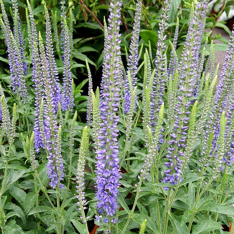 Scheinähriger Ehrenpreis 'Twilight' (Veronica spicata)