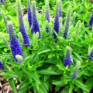 Scheinähriger Ehrenpreis 'Ulster Dwarf Blue' (Veronica spicata)