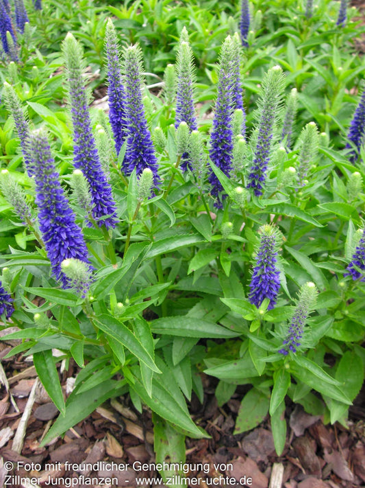 Scheinähriger Ehrenpreis 'Ulster Dwarf Blue' (Veronica spicata)