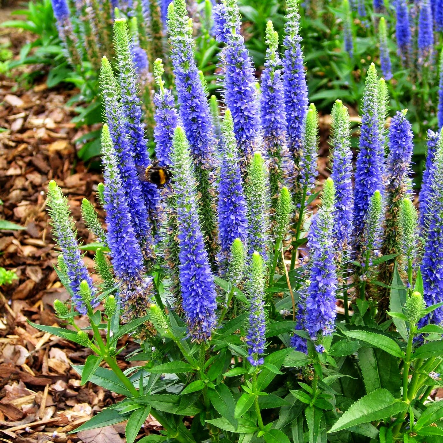 Scheinähriger Ehrenpreis 'Ulster Dwarf Blue' (Veronica spicata)