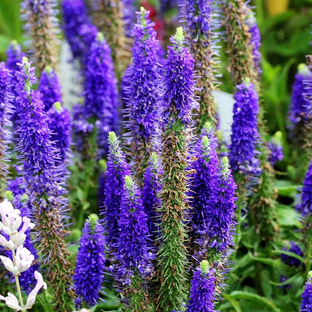 Scheinähriger Ehrenpreis 'Ulster Dwarf Blue' (Veronica spicata)