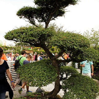 Scheinbuche (Nothofagus antarctica)