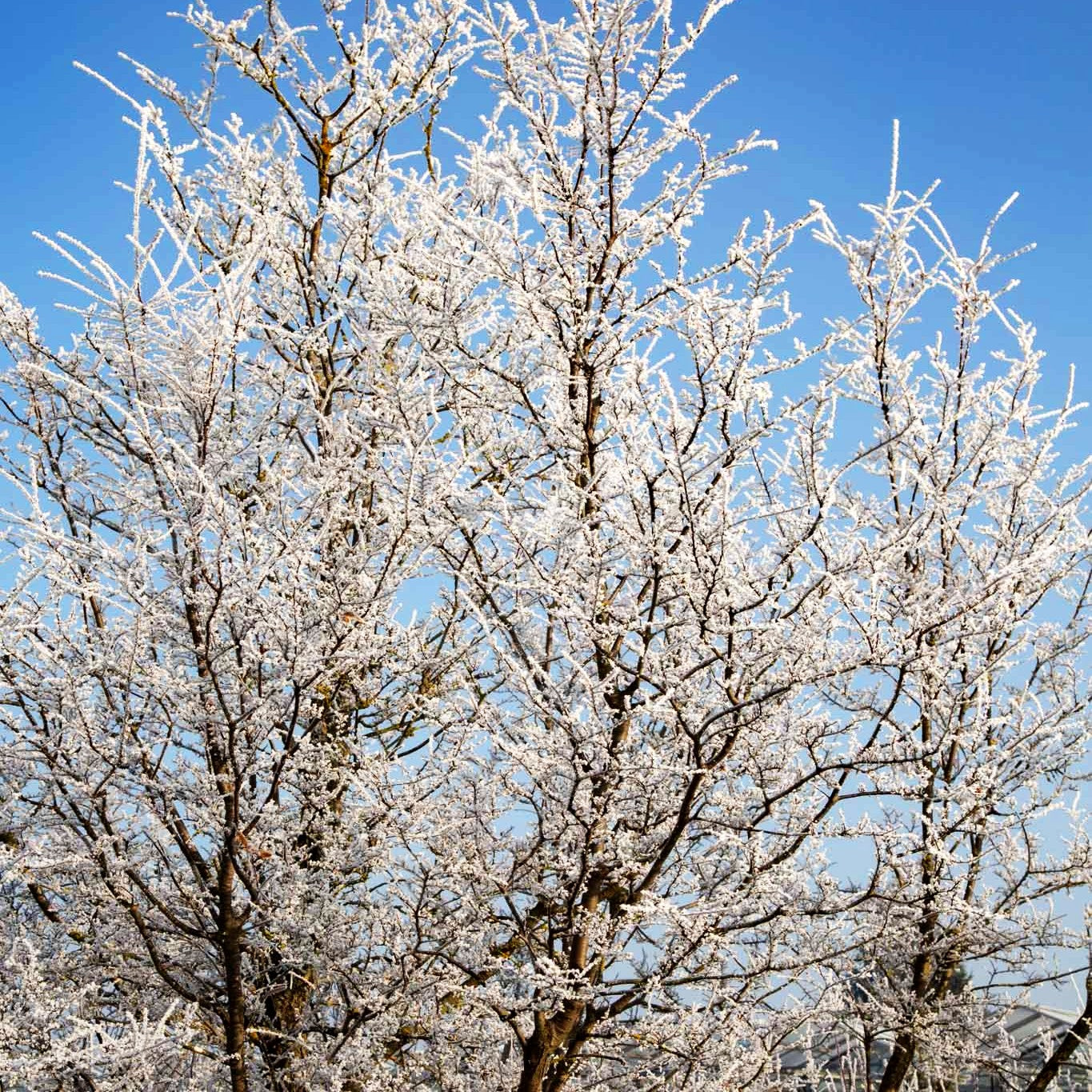 Scheinbuche (Nothofagus antarctica)