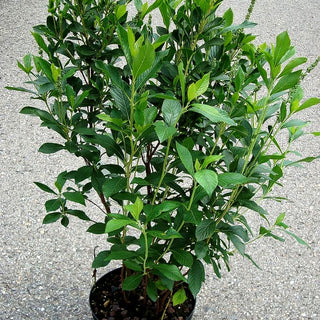 Scheineller, Silberkerzenstrauch 'Pink Spire' (Clethra alnifolia)