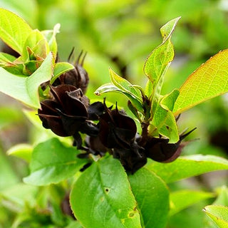 Scheinkamelie (Stewartia pseudocamellia)