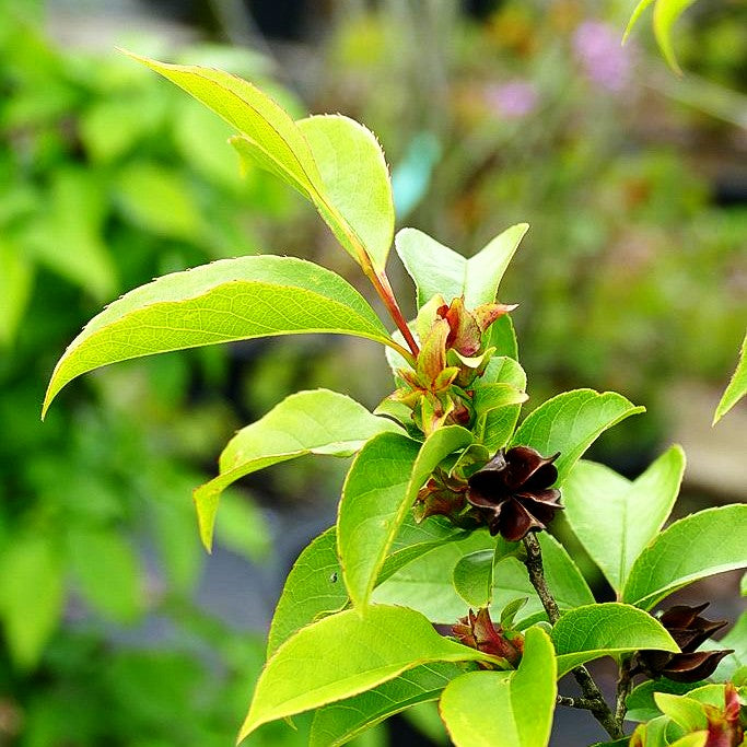 Scheinkamelie (Stewartia pseudocamellia)