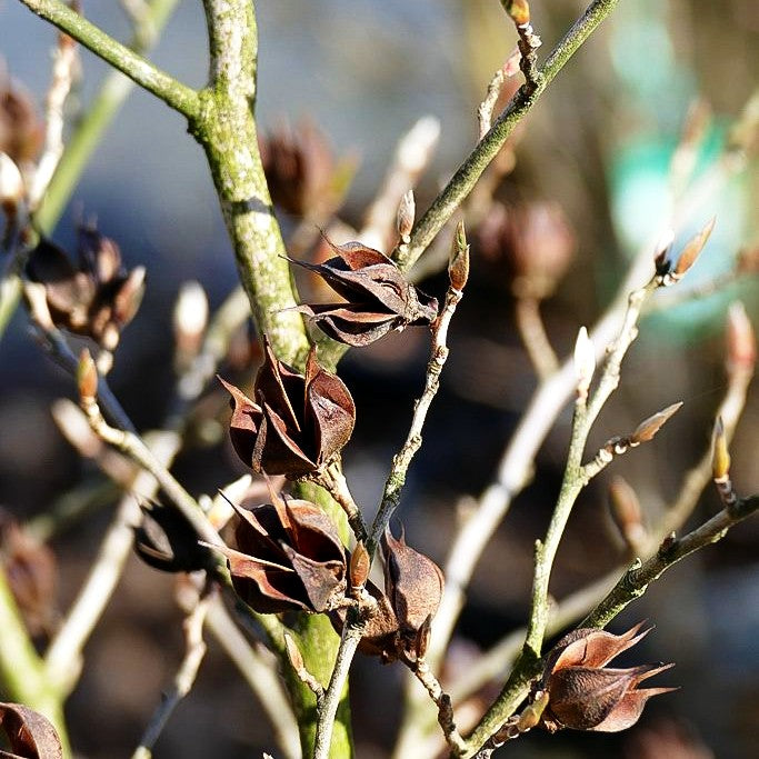 Scheinkamelie (Stewartia pseudocamellia)