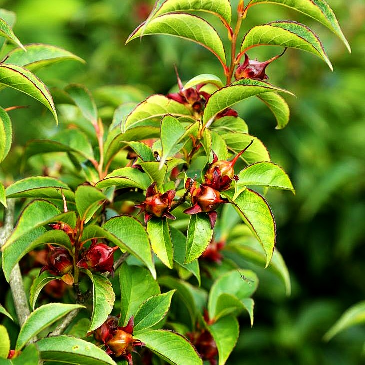 Scheinkamelie (Stewartia pseudocamellia)