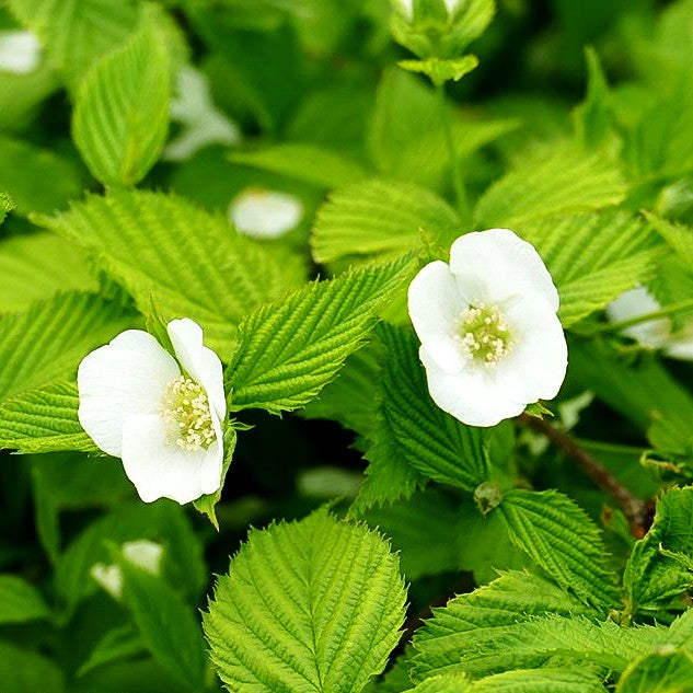 Scheinkerrie (Rhodotypos scandens)