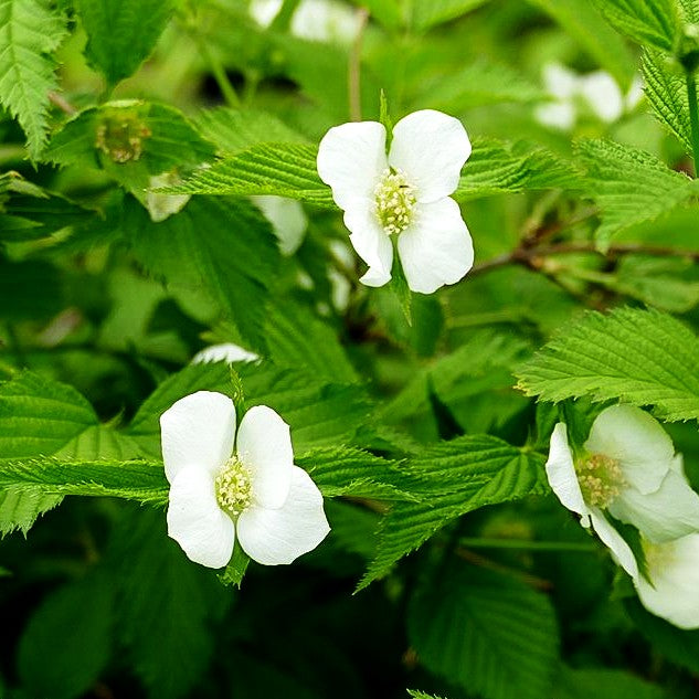 Scheinkerrie (Rhodotypos scandens)